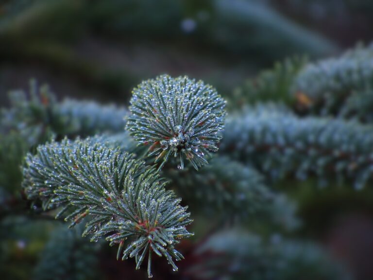 blue spruce, pine tree, morning dew-6767440.jpg