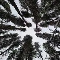 Black-Spruce-scaled-1.jpg