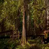 Cedar-extended.jpg