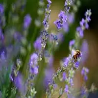 Lavender-scaled-1.jpg
