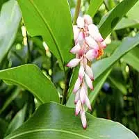 Shell-Ginger-1.jpg