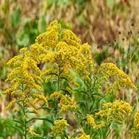 fall-goldenrod-yellow-3739480.jpg